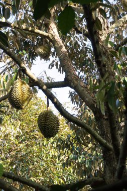 Durian meyve ağacı üzerinde