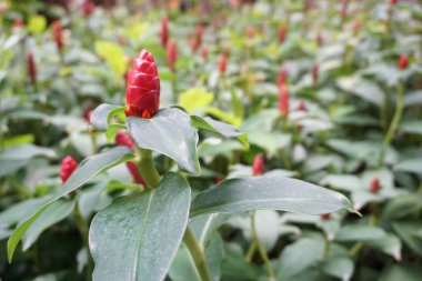 Malay zencefil çiçek