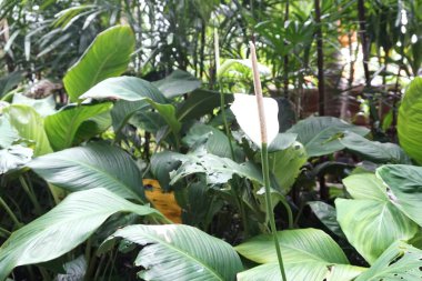 Barış Lily çiçek