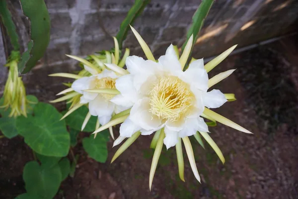 Dargon 꽃 — 스톡 사진