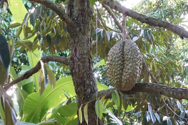 Frutto durian su albero — Foto Stock