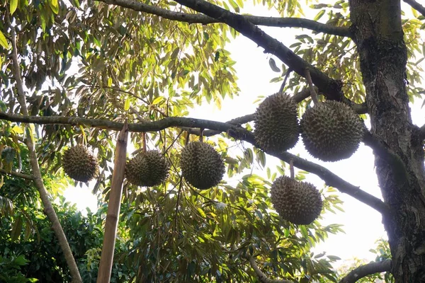 Durian fruit on tree — Stock Photo, Image