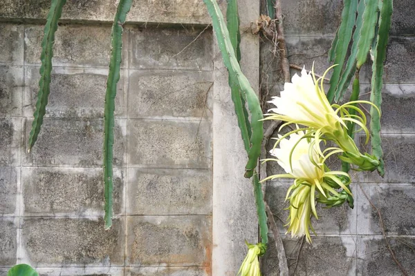 Flor de fruta de dargón — Foto de Stock