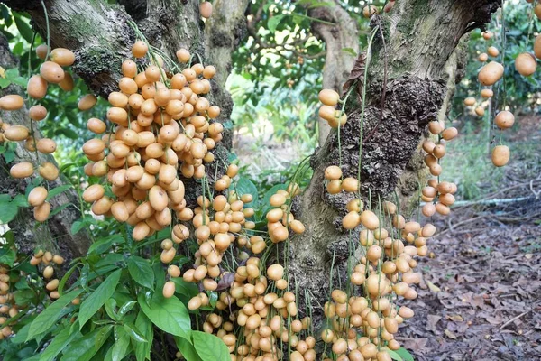 Rambeh fruit on tree — Stock Photo, Image