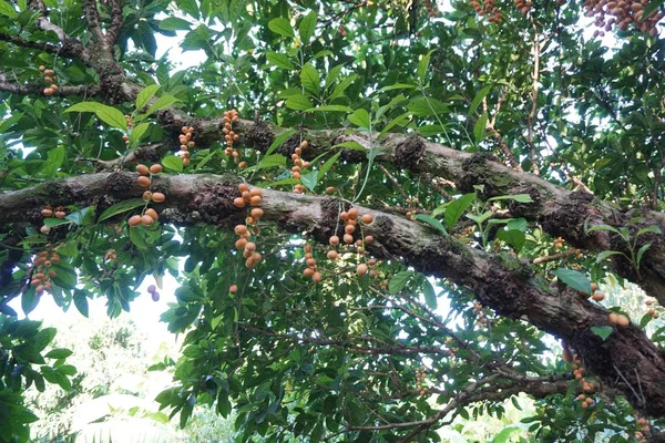 Rambeh fruta en el árbol —  Fotos de Stock