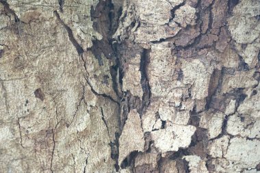 Ağaç kabuğu dokusu