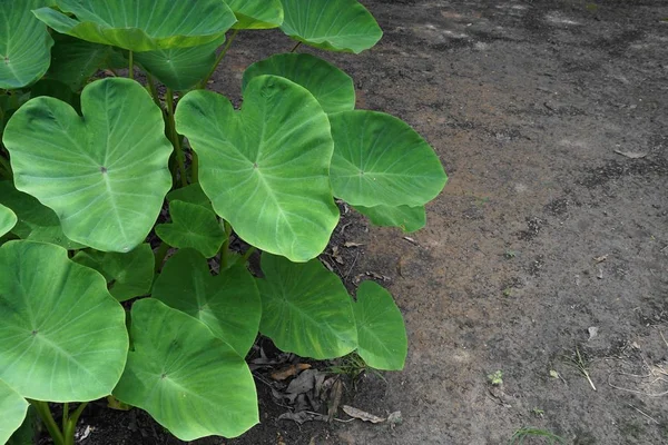 groene taro verlofYeşil taro bırak