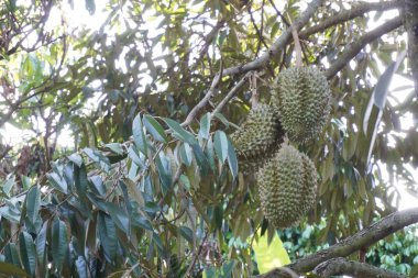 Durian meyve ağacı üzerinde