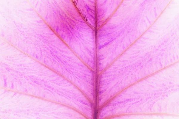 Textura de hoja abstracta — Foto de Stock