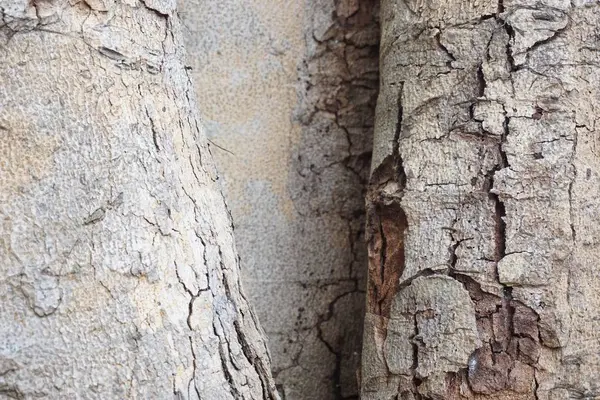 Textura de corteza de madera —  Fotos de Stock