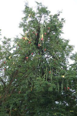 Dragon meyve ağacı üzerinde