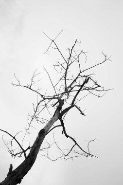 soyut ölü ağaçlar 