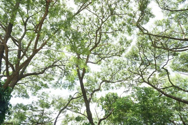 Абстрактное размытое зелёное дерево — стоковое фото