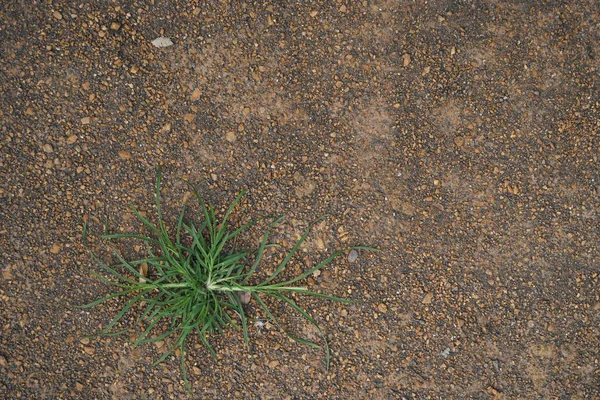 Pequeña hierba en el suelo —  Fotos de Stock