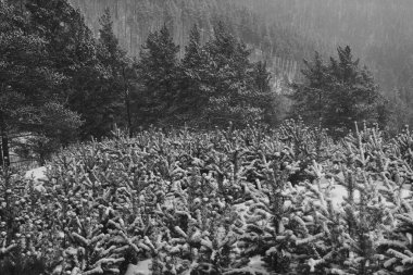 Noel ağacı topu dekorasyon