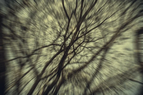 Abstraktní větev s mrtvý strom — Stock fotografie