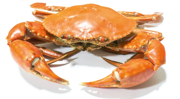 Crabe isolé sur fond blanc — Photo