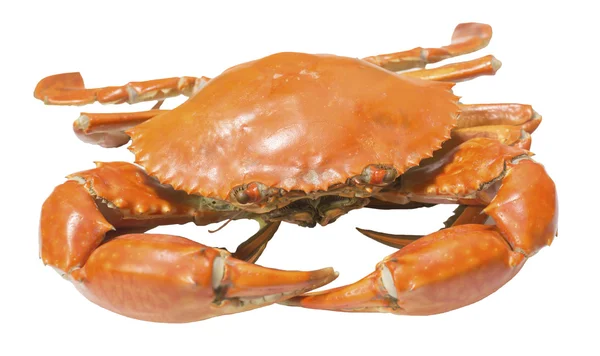 Crab Isolated on white background — Stock Photo, Image