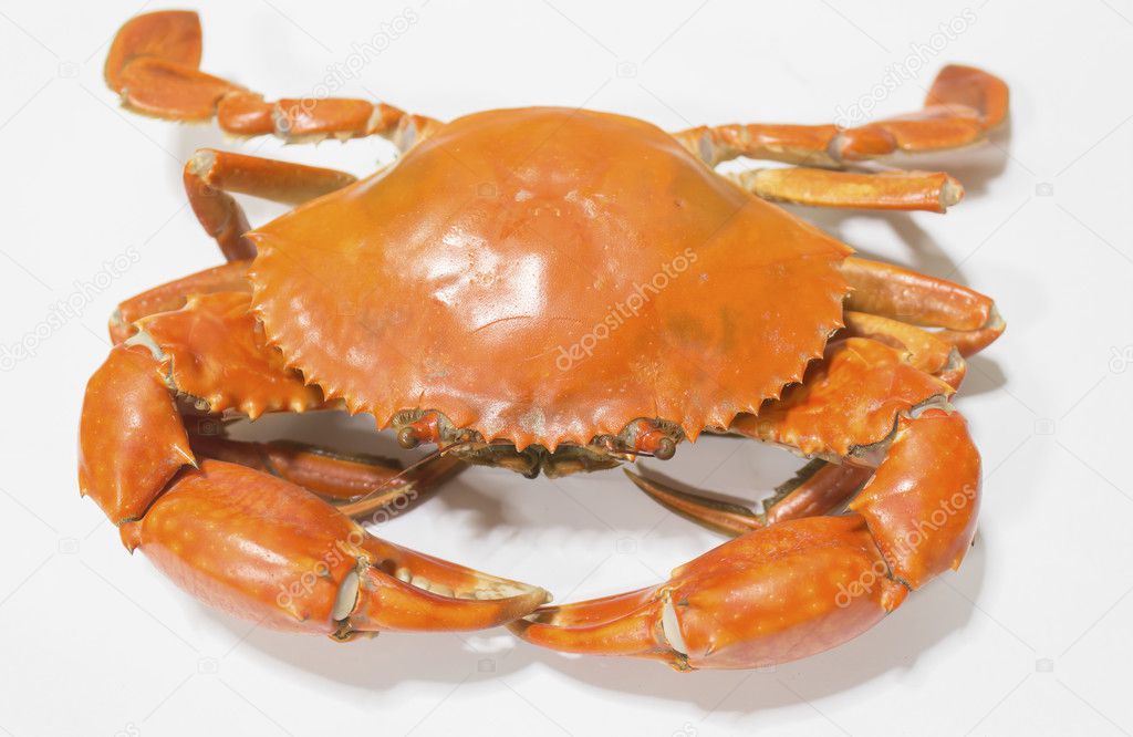 Crab Isolated on white background