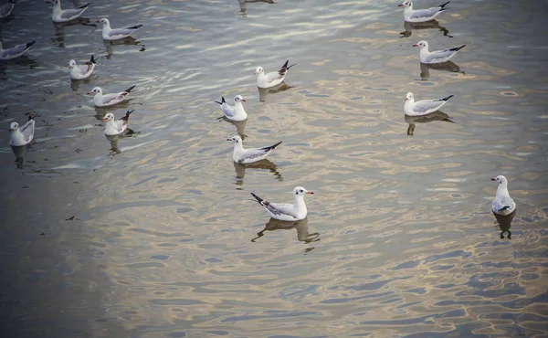 Чайки на воде — стоковое фото