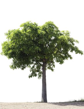  ağaç üzerinde beyaz izole