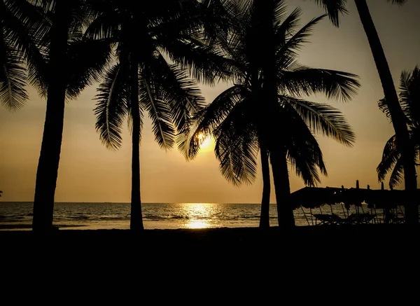 Σιλουέτα του καρύδας δέντρο στην παραλία — Φωτογραφία Αρχείου