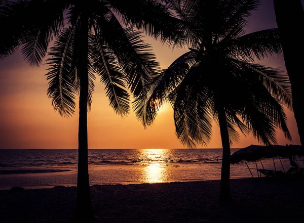 Silhueta de coqueiro na praia — Fotografia de Stock