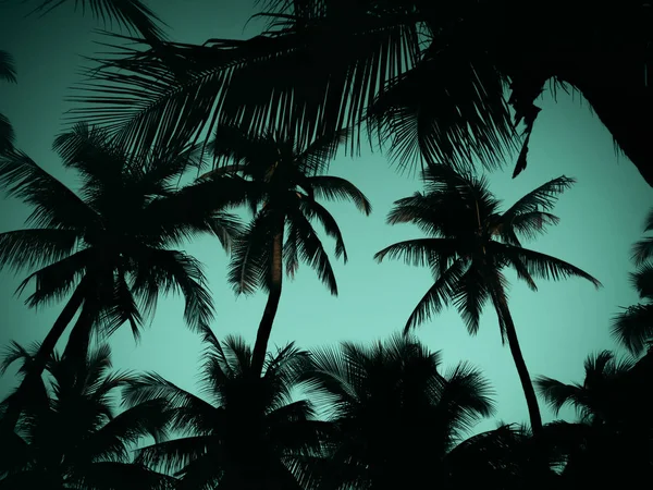海滩椰子树剪影 — 图库照片