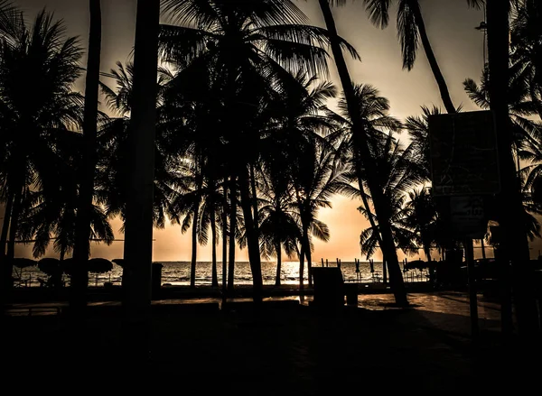 Silhouette of coconut tree at the beach — Stock Photo, Image