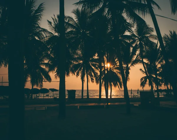 Silhouette of coconut tree at the beach — Stock Photo, Image