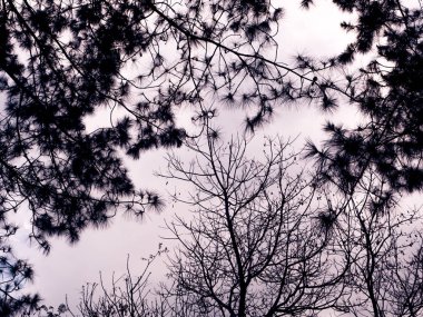 Güneş arka plan ile gölge şube.