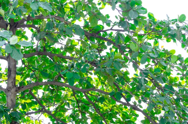 分枝和绿叶 — 图库照片