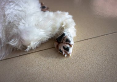 Yavru bir köpeğin ön pençesi