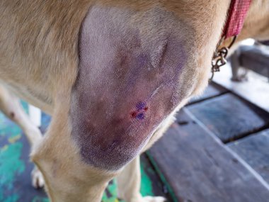 Ameliyattan sonra köpeğin bacağındaki yara.