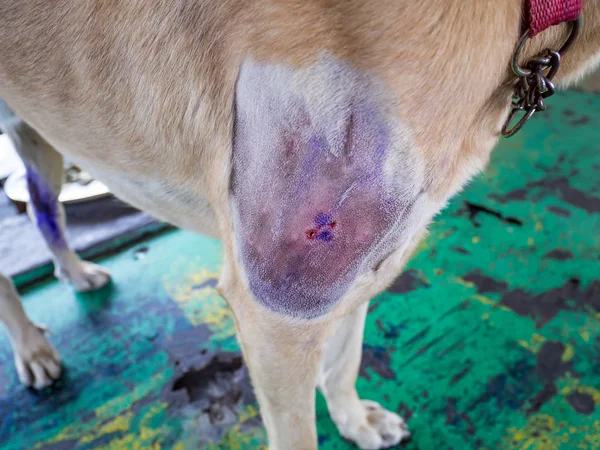 수술 후 개 다리에난 상처 — 스톡 사진