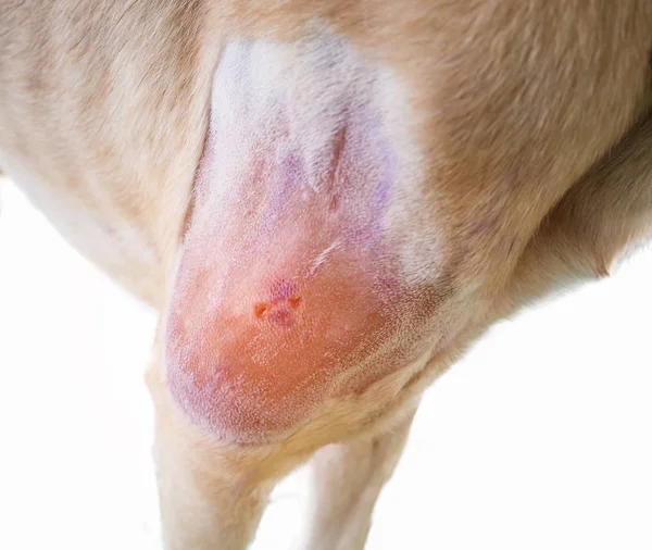 La herida en la pierna de los perros después de la cirugía — Foto de Stock