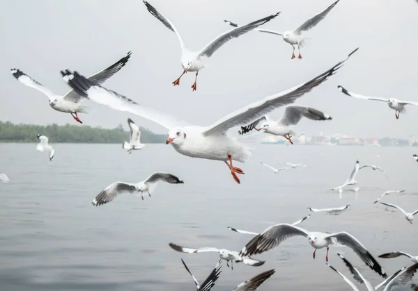 Duże Stado Ptaków Mew Latających Nad Spokojną Rzeką — Zdjęcie stockowe