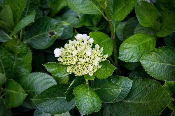 白花绿叶 自然概念 — 图库照片