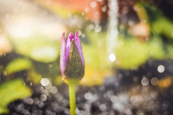 Water Lily Lotus Flower Very Beautiful Focus Lotus Bokeh Blurred — Stock Photo, Image