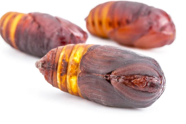 Cerrado de polilla gigante del Atlas (Attacus atlas) crisálida o pupa —  Fotos de Stock