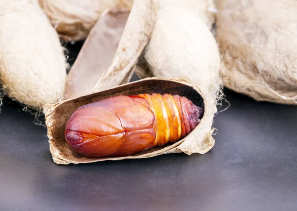 Fermeture de la chrysalide ou de la chrysalide géante de l'Atlas (Attacus atlas) — Photo