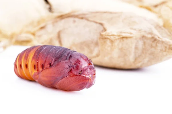 Closed up of giant Atlas moth (Attacus atlas) chrysalis or pupa — Stock Photo, Image