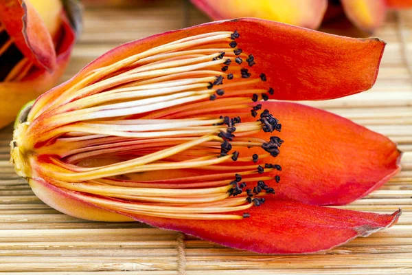 Taze itx Ceiba Linn çiçek - androeciu kurutma için hazırlamak