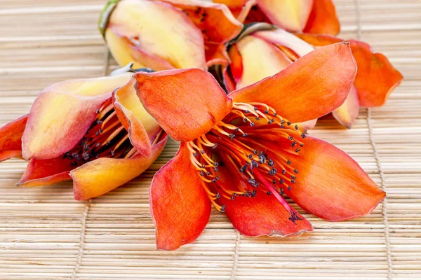 Flower of Fresh BOMBAX CEIBA LINN - prepare for drying androeciu — Stock Photo, Image