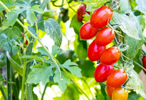 Bio-Babytomaten oder Kirschtomaten im Garten — Stockfoto