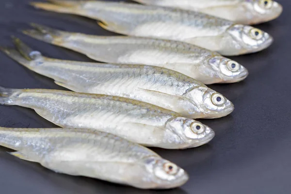 Peixes de Minnow (tubarão Apollo) - nome científico é "Luciosoma bleek — Fotografia de Stock