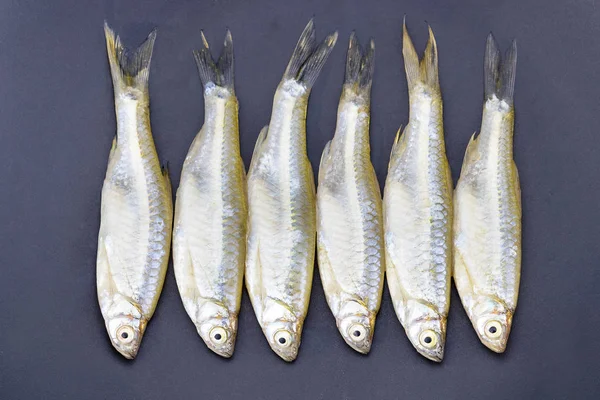 Minnow (Apollo köpekbalığı) Balık - 