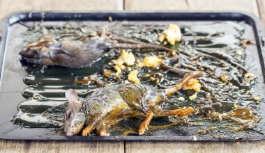 Fare sopa ve tutkal tuzak siyah tepsisindeki ölmeye.