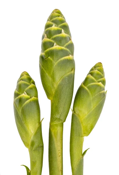 Ginger flower - Scientific name is (Zingiber officinale Roscoe) — Stock Photo, Image