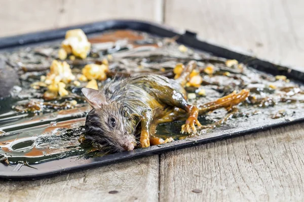 Mouse stick and die on glue trap on black tray. — Stock Photo, Image